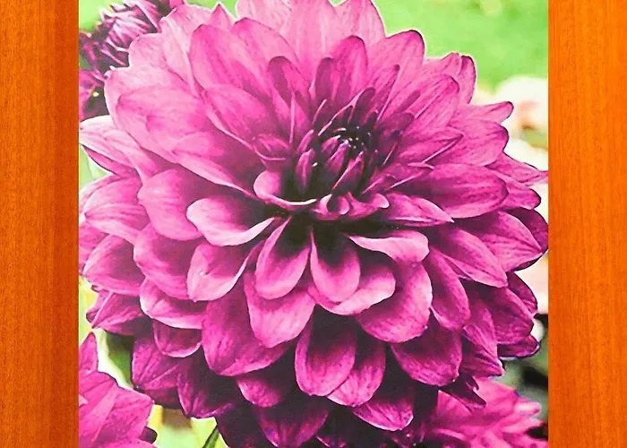 De Patios 3* קורדובה